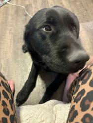 Reunited Male Dog last seen Mesa ridge, Colorado Springs, CO 80911