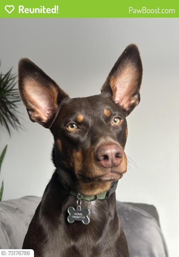 Reunited Male Dog last seen Near ave and 38St, Edmonton, AB T6L 5E4