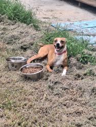 Found/Stray Female Dog last seen Chestnut mountain shooting range, Chestnut Mountain Rd, GA 30746