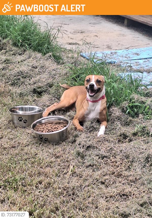 Found/Stray Female Dog last seen Chestnut mountain shooting range, Chestnut Mountain Rd, GA 30746