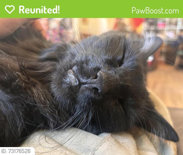 Reunited Female Cat last seen 23rd avenue 37th st 34th st 17th ave, Evans, CO 80620