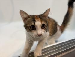 Found/Stray Female Cat last seen Centennial park off Fairview, Santa Ana, CA 92704