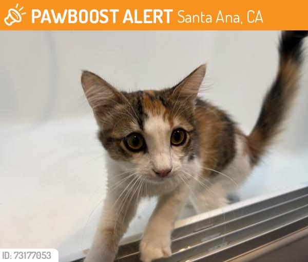 Found/Stray Female Cat last seen Centennial park off Fairview, Santa Ana, CA 92704