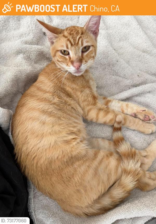 Found/Stray Male Cat last seen Festival St THE PRESERVE / CHINO CA, Chino, CA 91708