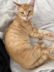Found/Stray Male Cat last seen Festival St THE PRESERVE / CHINO CA, Chino, CA 91708