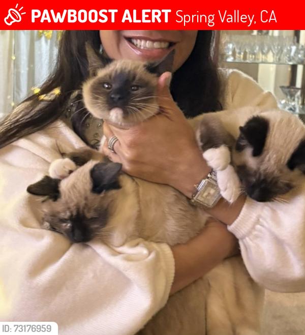 Lost Male Cat last seen Del Rio Rd, Spring Valley, Spring Valley, CA 91978