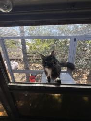Reunited Male Cat last seen Sage grouse lane, Moreno Valley, CA 92555