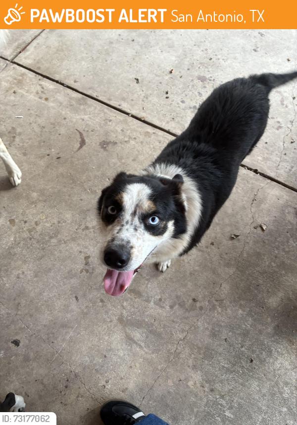 Found/Stray Female Dog last seen Near Rockwell and Petaluma, San Antonio, TX 78224