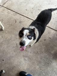Found/Stray Female Dog last seen Near Rockwell and Petaluma, San Antonio, TX 78224