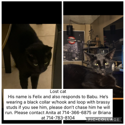 Lost Male Cat last seen Lincoln & Grand, Anaheim, CA 92801