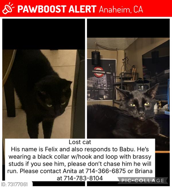Lost Male Cat last seen Lincoln & Grand, Anaheim, CA 92801