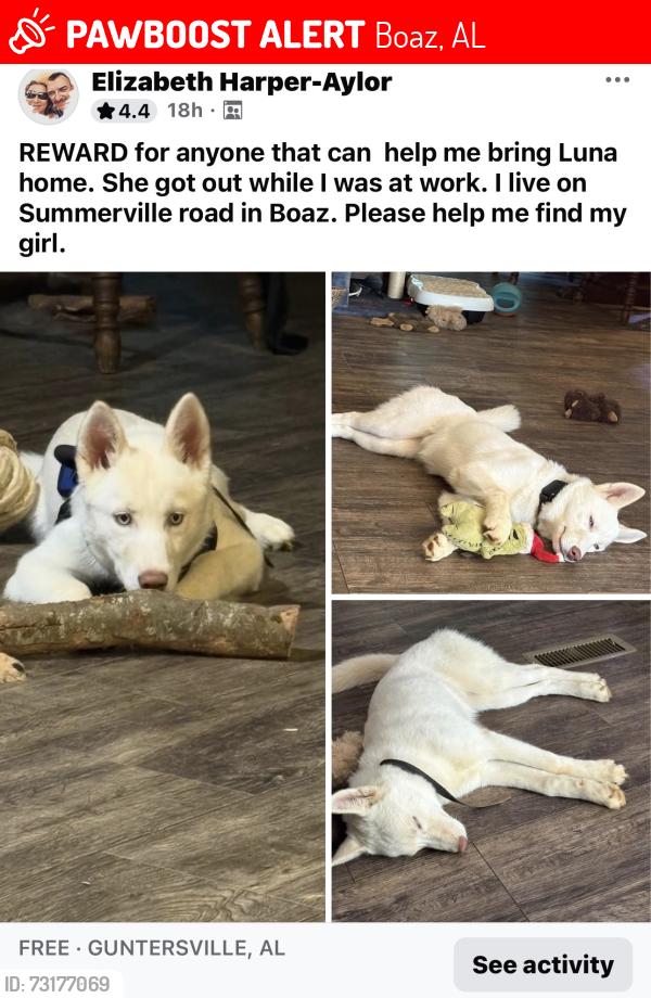 Lost Female Dog last seen Coal mine riad, Boaz, AL 35957