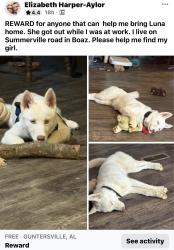Lost Female Dog last seen Coal mine riad, Boaz, AL 35957
