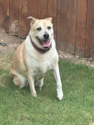 Found/Stray Female Dog last seen Summit III, San Antonio, TX 78253