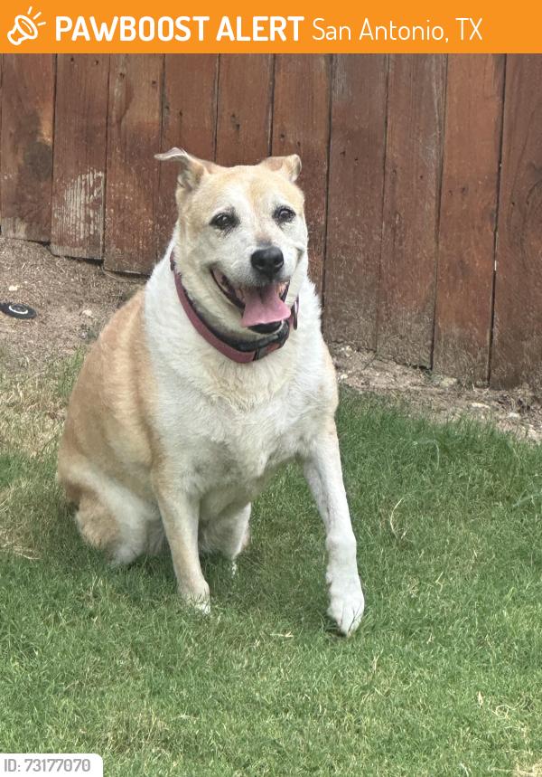 Found/Stray Female Dog last seen Summit III, San Antonio, TX 78253