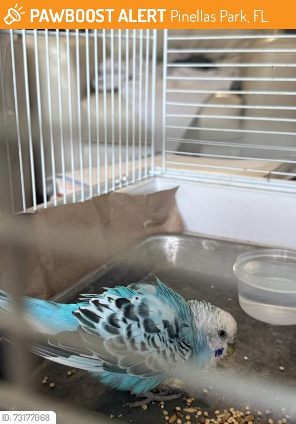 Found/Stray Unknown Bird last seen Near Gateway Centre Blvd, Pinellas Park, Pinellas Park, FL 33782