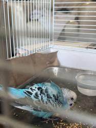 Found/Stray Unknown Bird last seen Near Gateway Centre Blvd, Pinellas Park, Pinellas Park, FL 33782