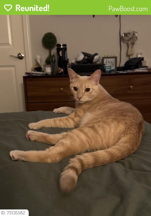 Reunited Male Cat last seen Orion Pointe, North Las Vegas, NV 89084