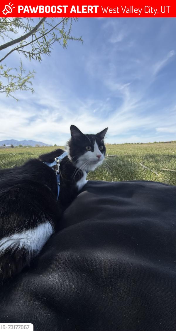 Lost Male Cat last seen H20, West Valley City, UT 84119