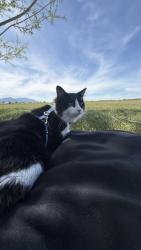 Lost Male Cat last seen H20, West Valley City, UT 84119