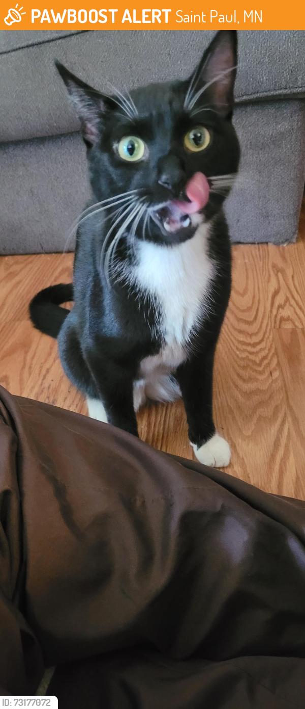 Found/Stray Female Cat last seen Marshall and Grotto, Saint Paul, MN 55104