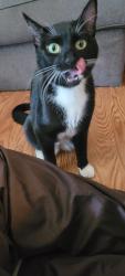 Found/Stray Female Cat last seen Marshall and Grotto, Saint Paul, MN 55104