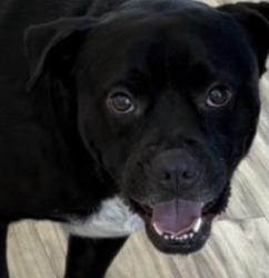 Reunited Male Dog last seen Richardson, TX, USA, Richardson, TX 75083