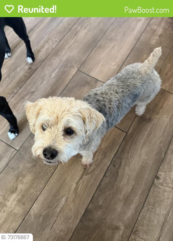 Reunited Male Dog last seen Hollow Oak Run Oviedo, Oviedo, FL 32766