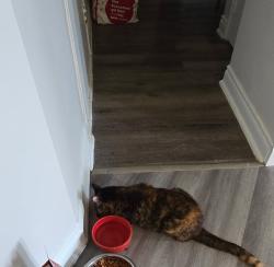 Reunited Female Cat last seen Last seen in apmt Thursday evening, Hamilton, ON L8K