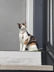 Lost Female Cat last seen The hammocks, Miami, FL., Miami, FL 33196