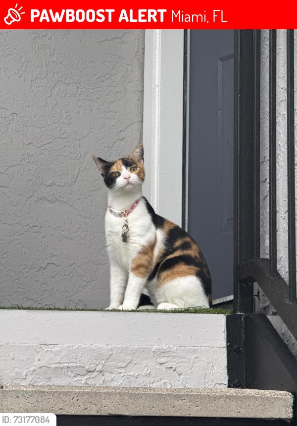 Lost Female Cat last seen The hammocks, Miami, FL., Miami, FL 33196