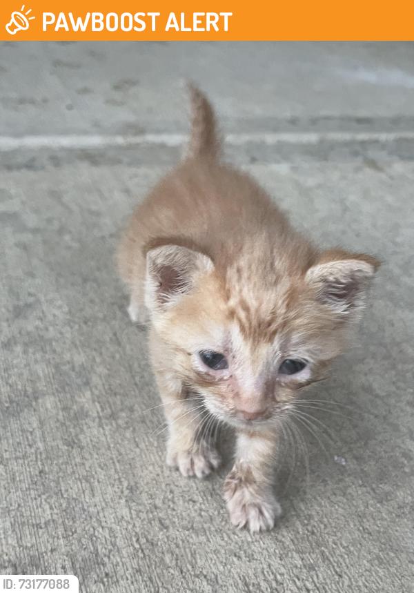 Found/Stray Unknown Cat last seen B&o trail, Washington Township, IN 46234