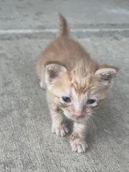 Found/Stray Unknown Cat last seen B&o trail, Washington Township, IN 46234