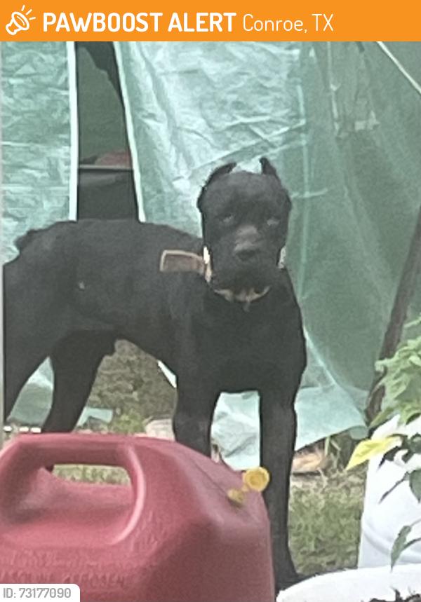 Found/Stray Male Dog last seen Silverdale/ 1314, Conroe, TX 77301