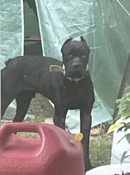Found/Stray Male Dog last seen Silverdale/ 1314, Conroe, TX 77301