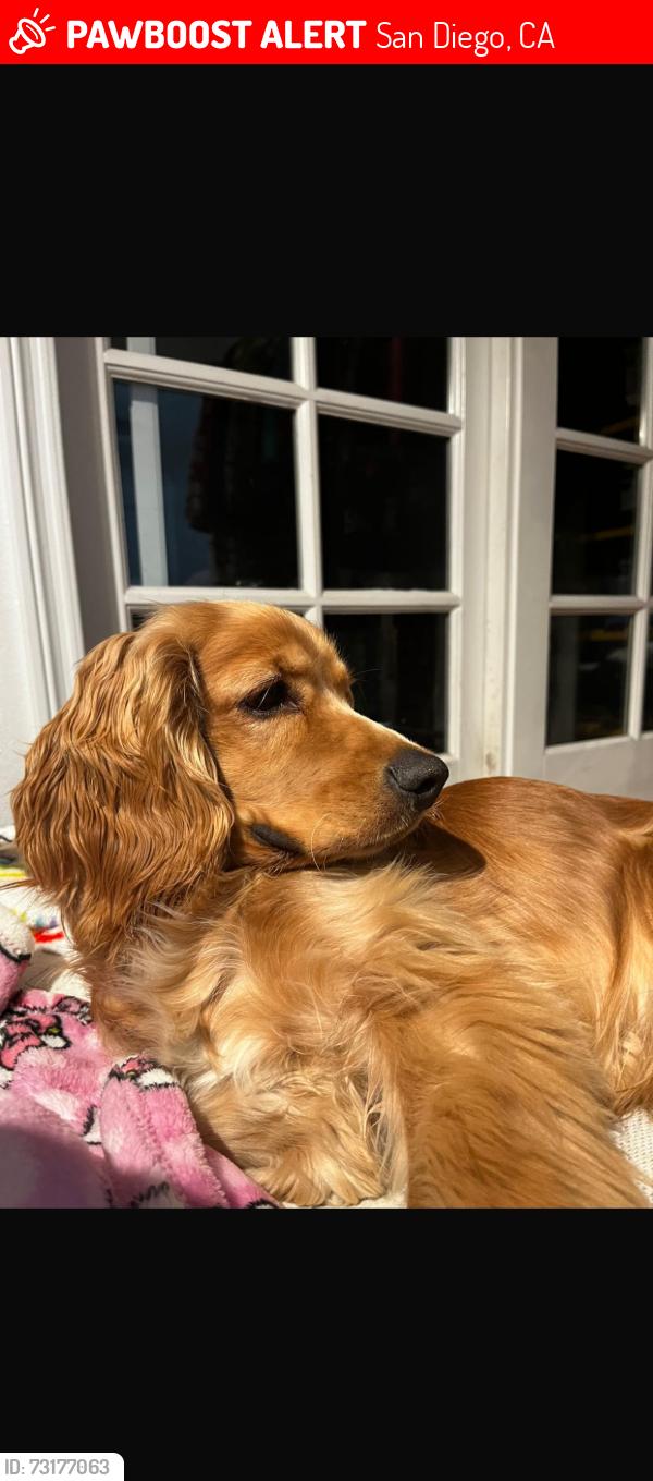 Lost Male Dog last seen Simi Pl, 92139 San Diego CA, San Diego, CA 92139