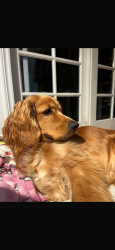 Lost Male Dog last seen Simi Pl, 92139 San Diego CA, San Diego, CA 92139