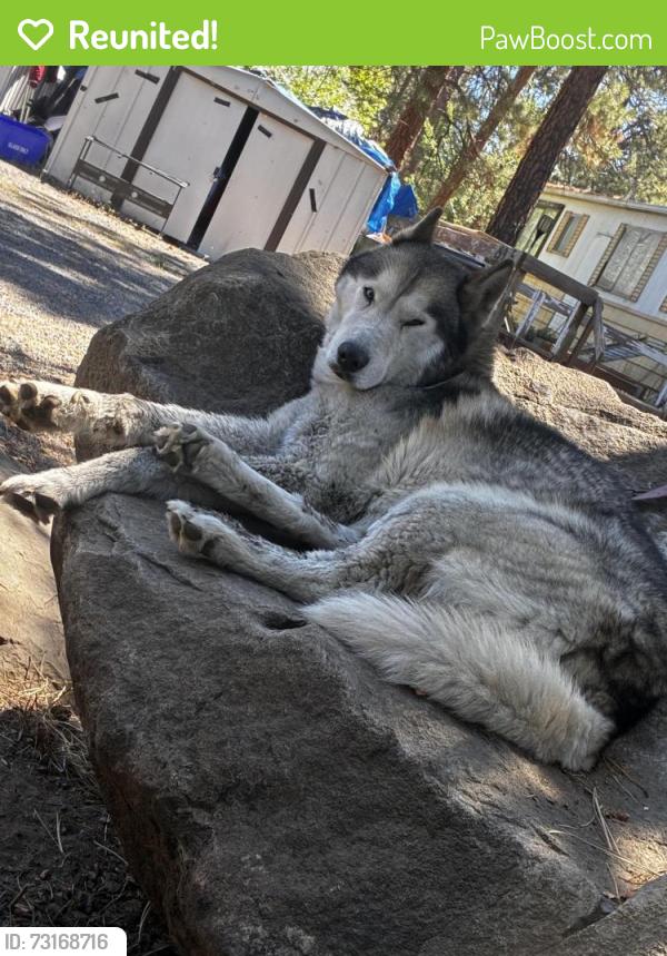 Reunited Male Dog last seen Old mill district/ deschutes river trail, Bend, OR 97702