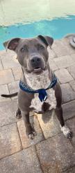 Lost Male Dog last seen SR 16, St. Johns County, FL 32084