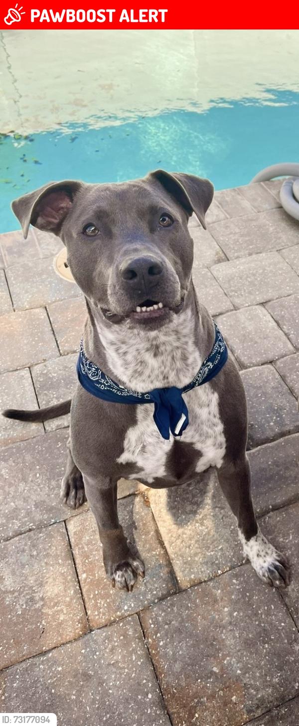 Lost Male Dog last seen SR 16, St. Johns County, FL 32084