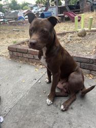 Found/Stray Female Dog last seen Swallow dr and Verdi dr, San Jose, CA 95111