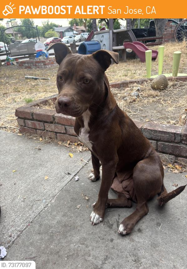 Found/Stray Female Dog last seen Swallow dr and Verdi dr, San Jose, CA 95111