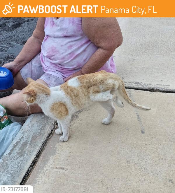 Found/Stray Male Cat last seen Detroit ave and 8th street. Springfield, Panama City, FL 32401