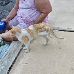 Found/Stray Male Cat last seen Detroit ave and 8th street. Springfield, Panama City, FL 32401