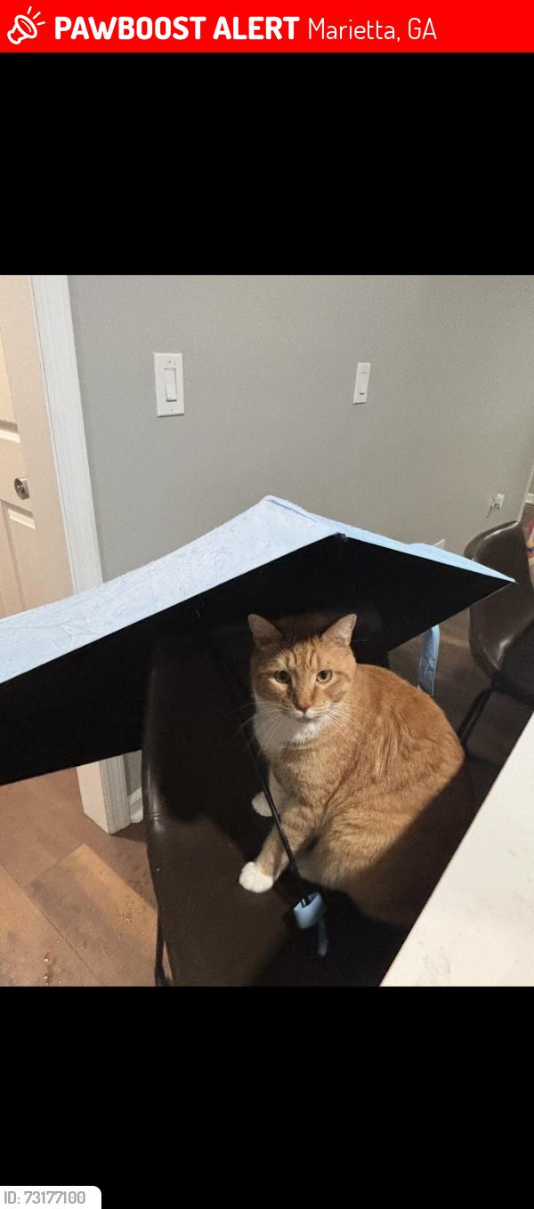 Lost Male Cat last seen Home, Marietta, GA 30062