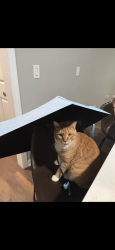 Lost Male Cat last seen Home, Marietta, GA 30062