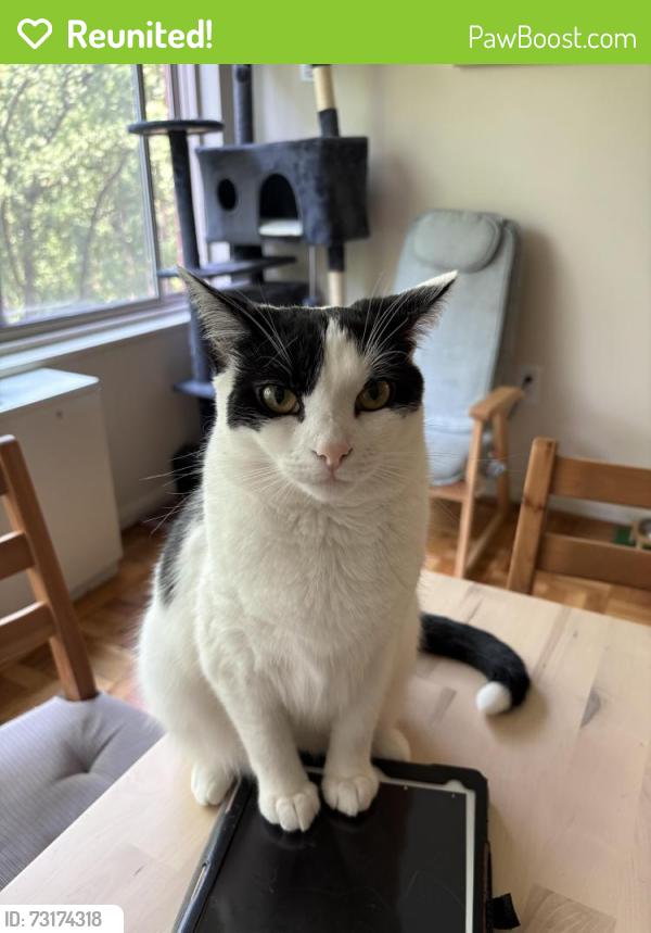 Reunited Female Cat last seen Near Massachusetts Ave NW Washington DC, Washington, DC 20016
