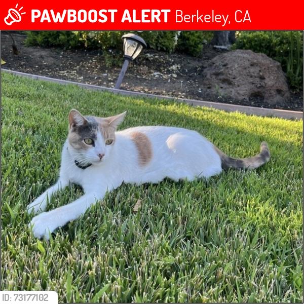Lost Female Cat last seen Bancroft & Sixth, Berkeley, CA 94710