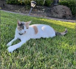 Lost Female Cat last seen Bancroft & Sixth, Berkeley, CA 94710