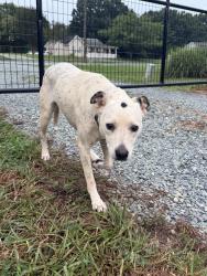 Reunited Female Dog last seen Old Stagecoach Rd & Walnut Creek Ln., Asheboro, NC 27205